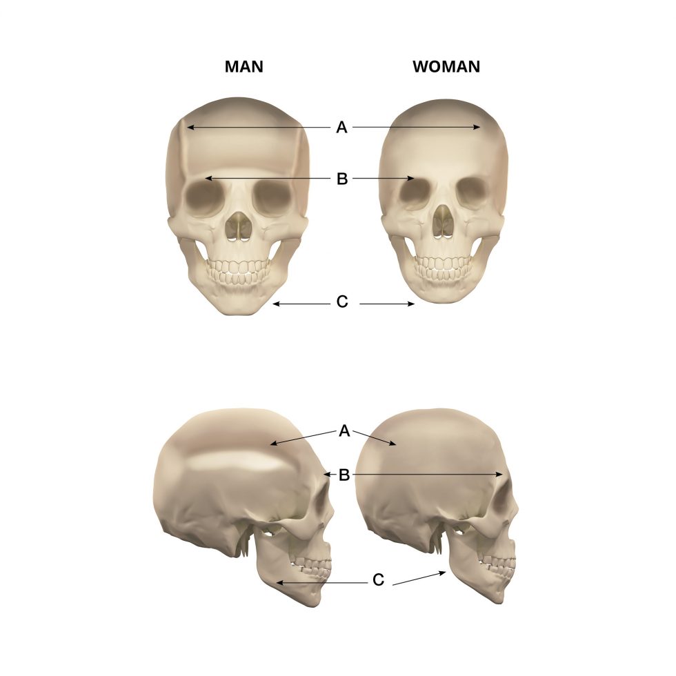 faqs facial feminization